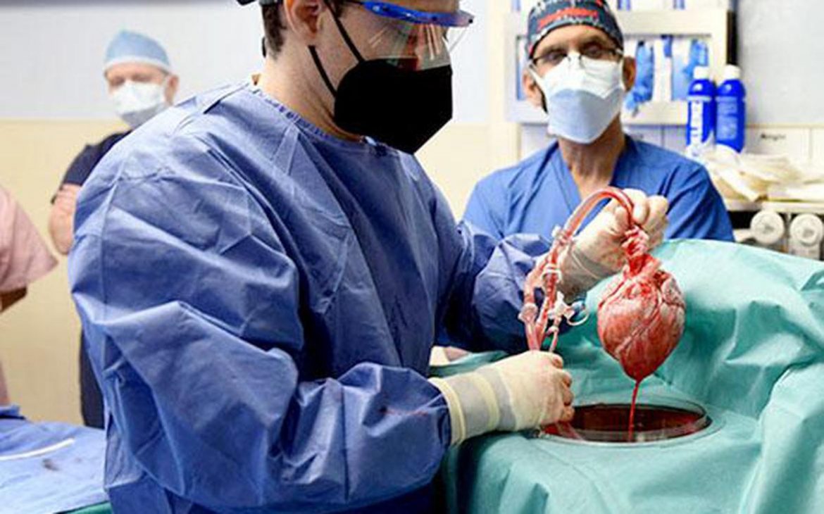 Porcine human organ transplants a step closer to reality, according to study